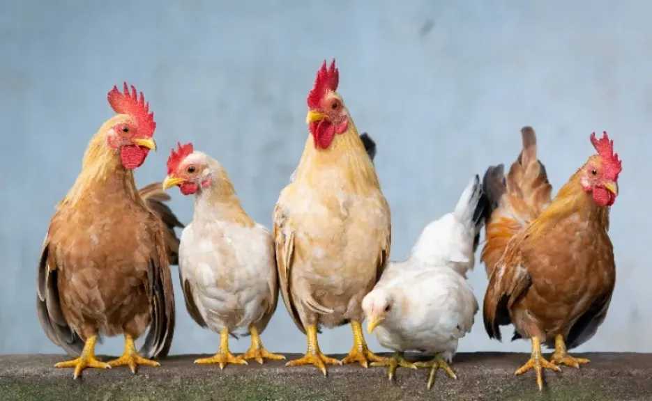 أسعار الفراخ البيضاء والبلدي في بورصة الدواجن