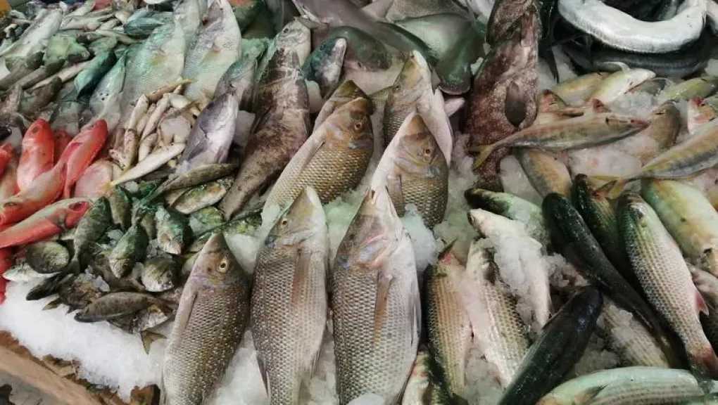 استقرار أسعار الأسماك في الأسواق المصرية اليوم